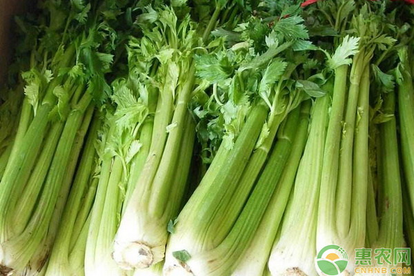 今日芹菜价格如何？2018最新芹菜主产地价格行情